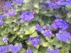 善養寺の紫陽花-青