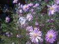 紋白蝶と花