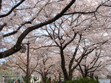 桜祭り！