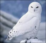 フクロウ　SnowOwl1