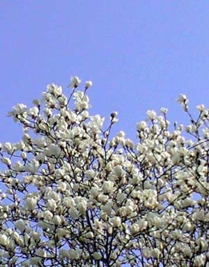 magnolia1.jpg