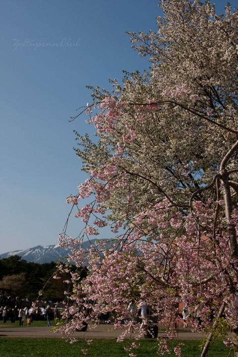 08.5.3桜
